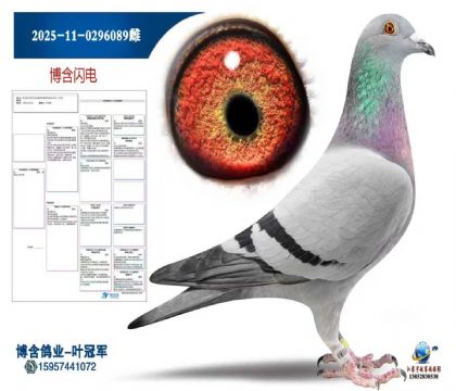 ����2025-11-0296089