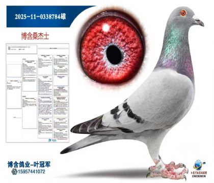 ɣ��ʿ2025-11-0338784