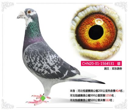 �ӱ���ʢ���빫��500�������113��   ��