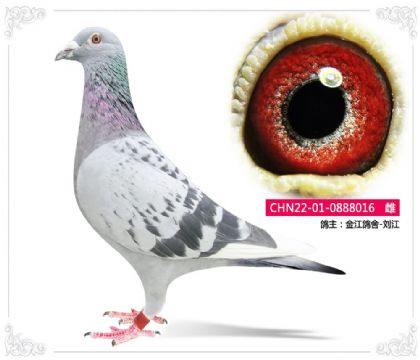 �𽭸���-����	016   ��	