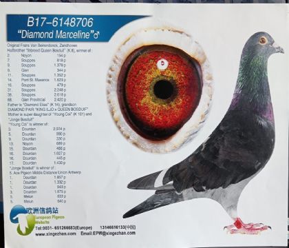 ��������.���׶���	706   ��