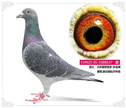 ����չ�����-�Ž�    չ��.�ղ���˽���ָ�137 ��