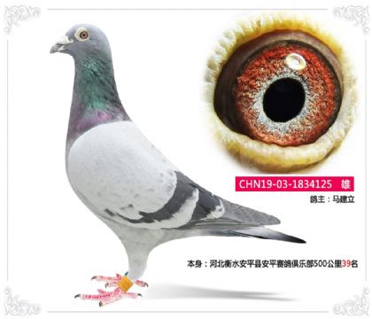 �ӱ���ˮ��ƽ�ذ�ƽ������ֲ�500����39��  ��	