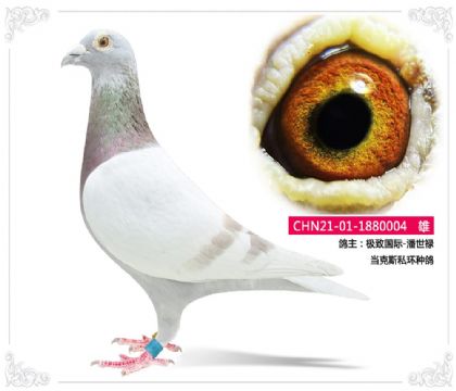 ���¹���-����»    ����˹˽���ָ�004   ��		