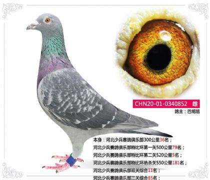 �ӱ��ٱ�������ֲ��رȻ��ڶ���520����5��   ��	