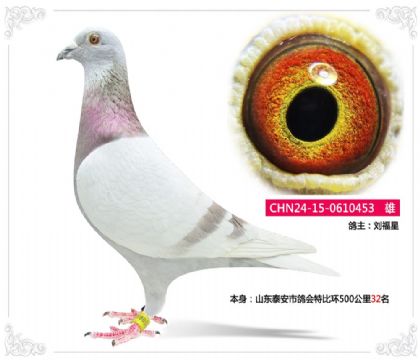 ɽ��̩���и���رȻ�500����32��  ��	