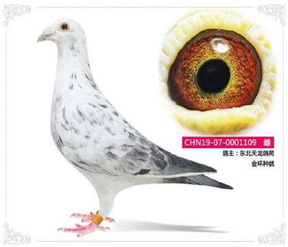 ����������Է    ���ָ�109   ��	