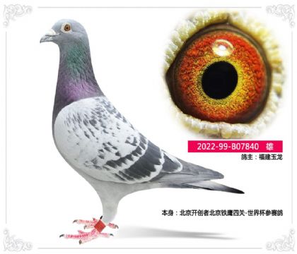 ���������߱�����ӥ�Ĺ�-���籭������840   ��