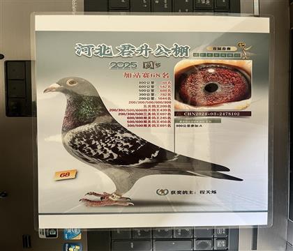 ����Ƭ��뷢��