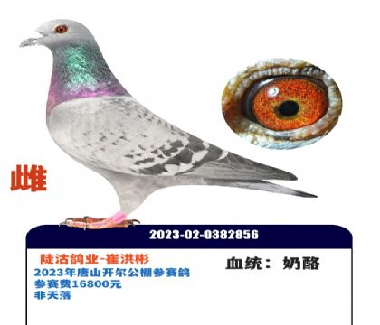 ��ɽ�󿪶�16800