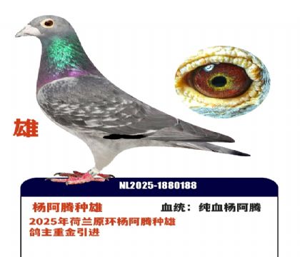 ����ԭ�����