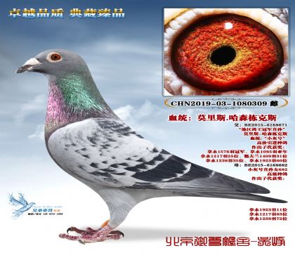 Ī��˹.��ɭ����˹-309