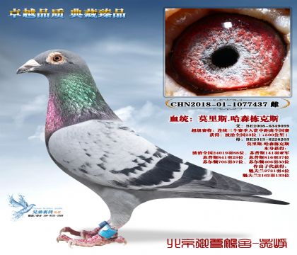 Ī��˹.��ɭ����˹-437