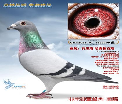 Ī��˹.��ɭ����˹-509