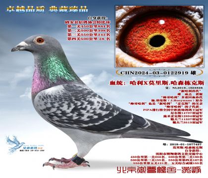 Ī��˹.��ɭ����˹-2919