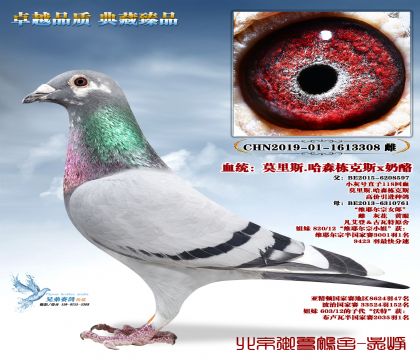 Ī��˹.��ɭ����˹-3308