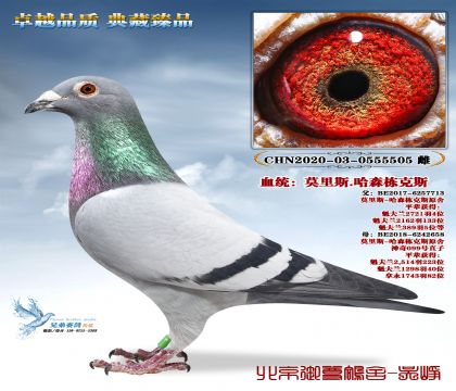 Ī��˹.��ɭ����˹-5505