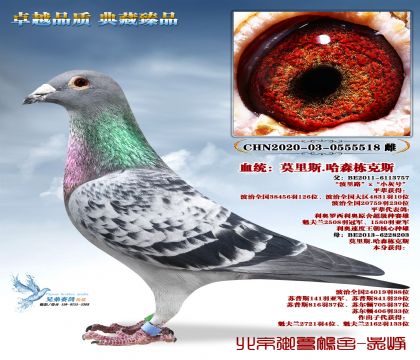 Ī��˹.��ɭ����˹-5518