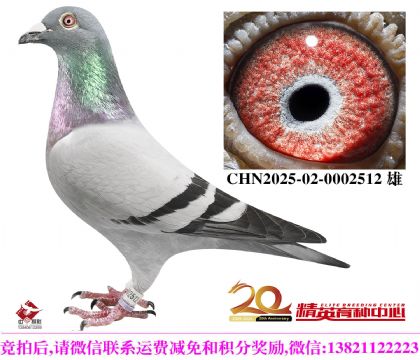 奶酪世界铭鸽“240”近亲直孙