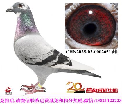 保时捷家族经典高代近亲种雌