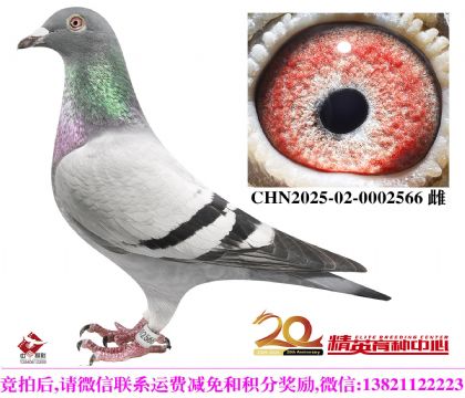 盖比世界铭鸽“新闪电”直孙女