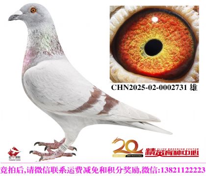 吉诺世界铭鸽“马里奥”近亲直孙