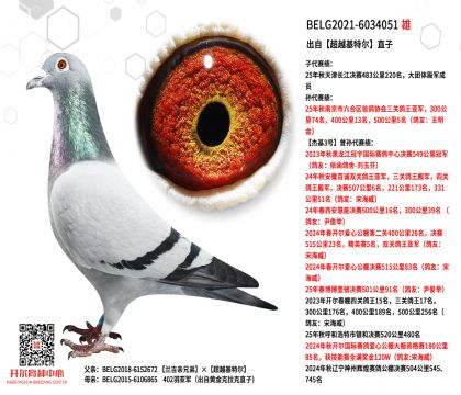 2����-6034051