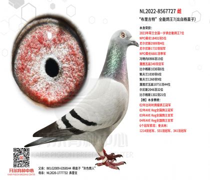 3ĸ��NL2022-8567727