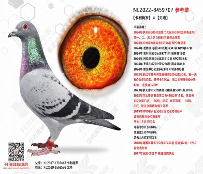 ����÷�ޡ�����