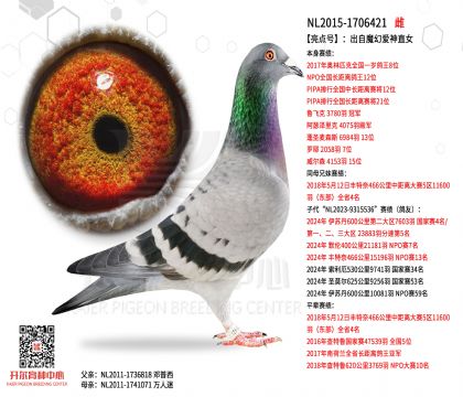 2����ĸNL2015-1706421