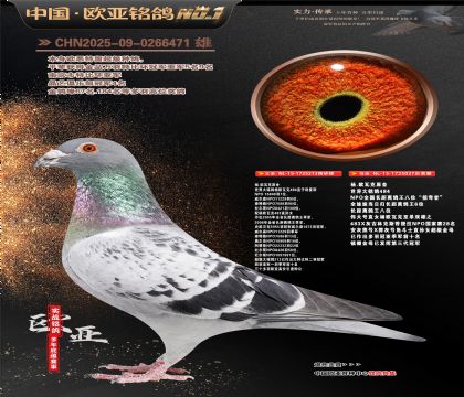 ��.ŷ�߿�ԭ��484ֱ��213X�������ߡ�027