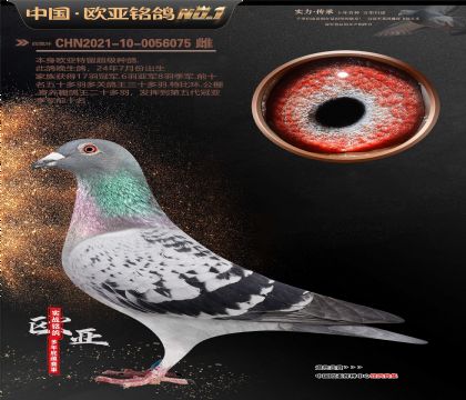 ղɭԭ�ᡰ�����š�131XֱŮ653