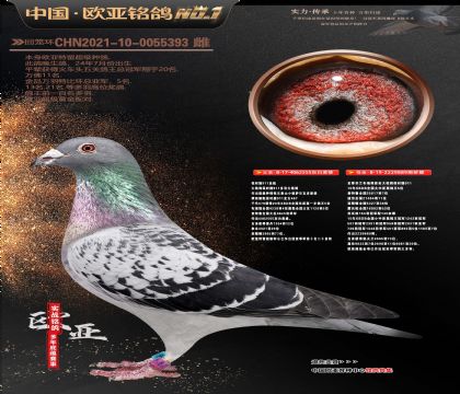 ��ʱ��911Ѫͳ555X��ʱ��889