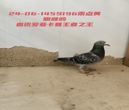 ���ǿ�������֮��Ѫͳ