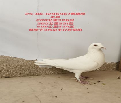 ��ٹ���334��