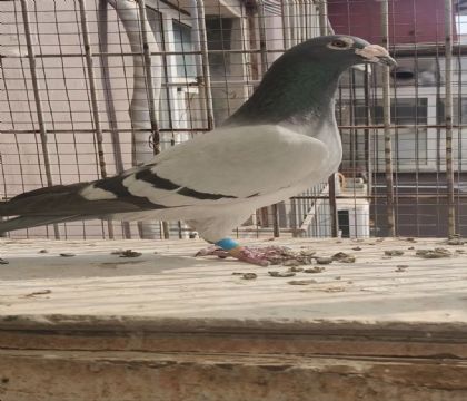 �۸�����Ǿ��ۺ��Ǿ��Ӵ��������62��