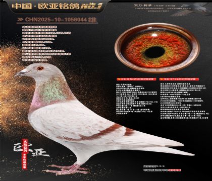 �Ͽ˷��ǲ���288X�ƽ���ŷ40000��