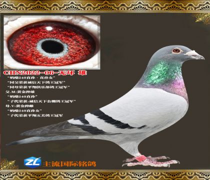 ����240ֱ�240ֱ��Ů