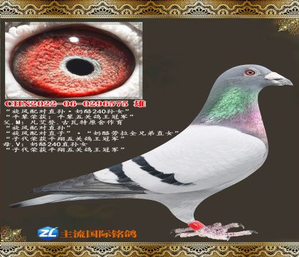 �������ֱ�����240��Ů