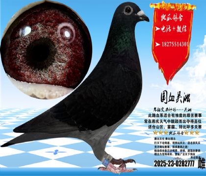 ��Ѫ�������һ��ƣ����Ӻ�777�������ָ룬��������