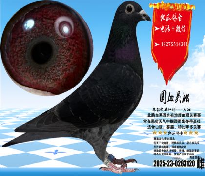 ��Ѫ�������һ��ƣ��������ͣ�8���´��Ѿ���������