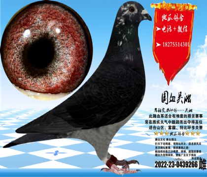 ��Ѫ�������һ��ƣ��������ͣ���ɳʵ�ʸ�Ư��