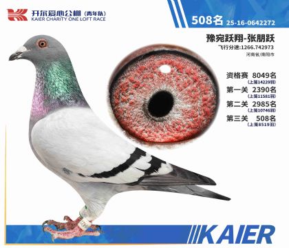 2025�꿪����������Ӿ���������508�����ۣ�