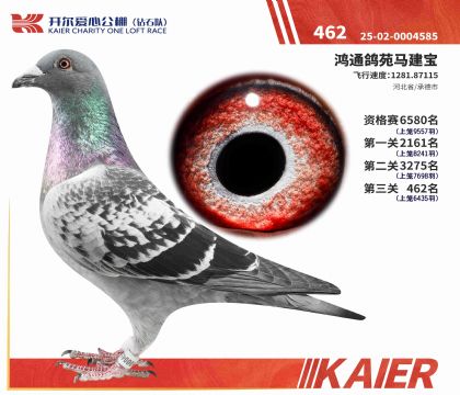 2025�꿪��������ʯ�Ӿ���462�����ۣ�