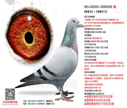 2����20-2065262