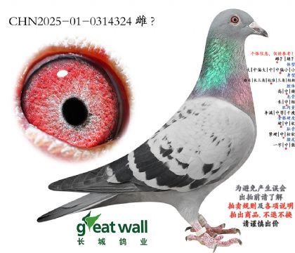 20.ͼ��˹���ػ�Ѫ.0314324