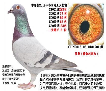 老凡龙黄金对直女(三关鸽王6位)