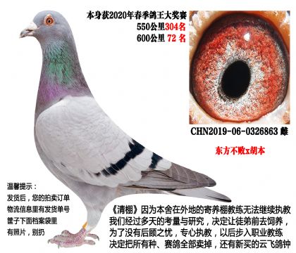 20年春季600公里72名,超级种鸽(东方不败x胡本)