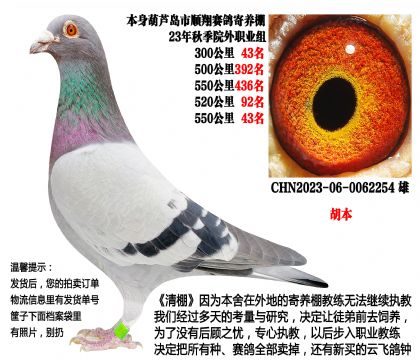 23年秋季4次500公里,四关成绩鸽(胡本)