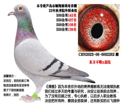 23年秋季4次500公里,四关成绩鸽(东方不败x盖比)